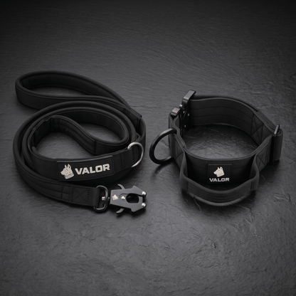Collier + Laisse